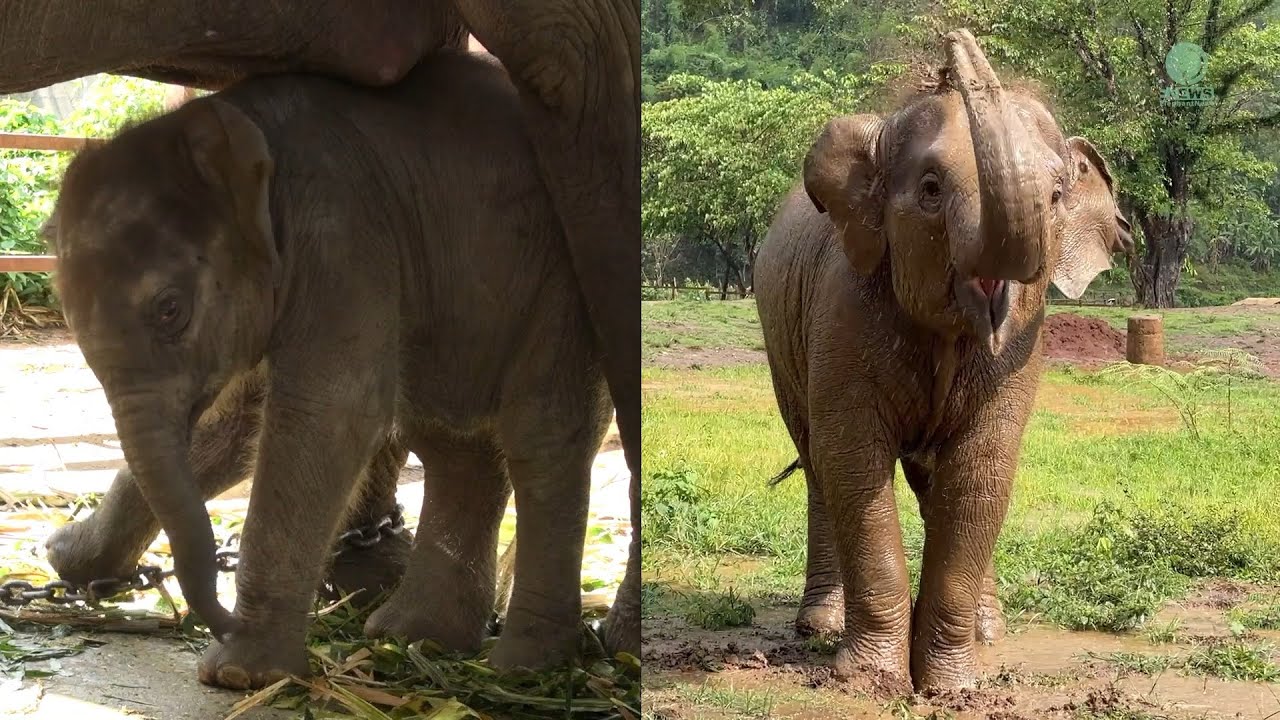 Wan Mai’s Five-Year Miracle: From Rescue to Radiance - ElephantNews