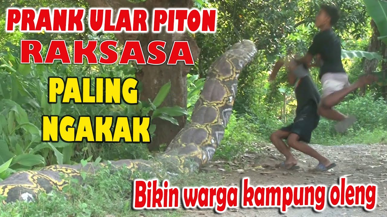 Prank Ular Paling Ngakak | bikin orang kampung oleng sampe pingsan gegara melihat ular piton raksasa