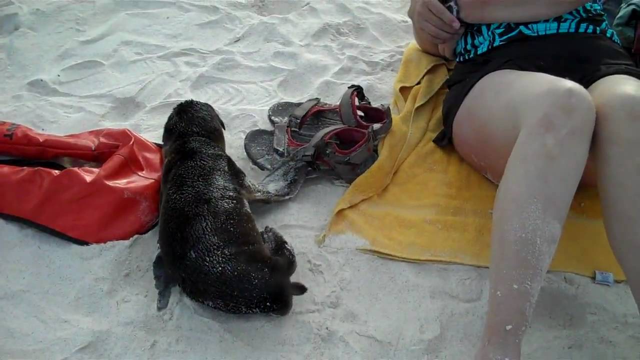 Close Encounter with a Baby Sea Lion - Gardner Bay, Espanola Island, Galapagos Islands  11/15/09