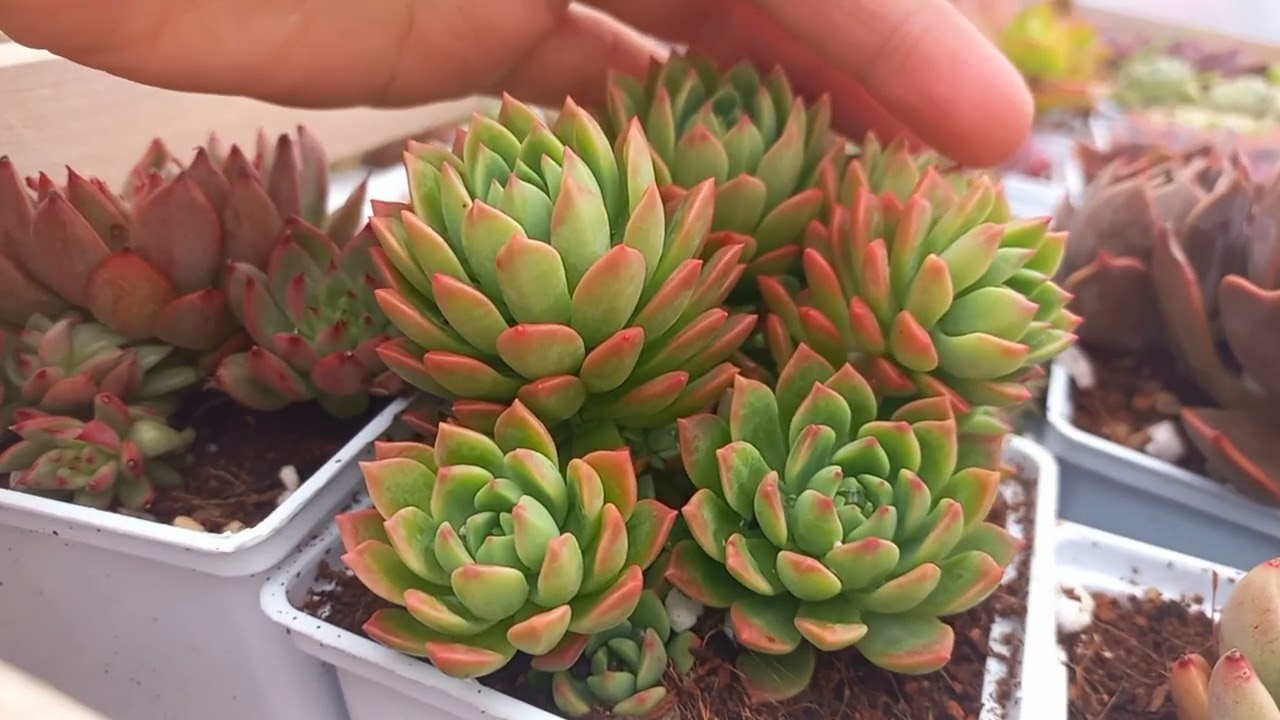 Turuncu aşkına maşallah kizlarima 🥰 #kesfet #succulent #ytdayibenionecikarnolur 