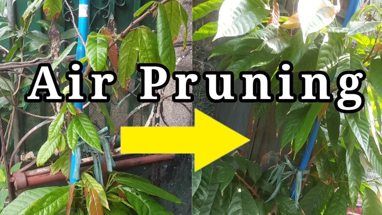 Air Pruning | lualhati mapilot