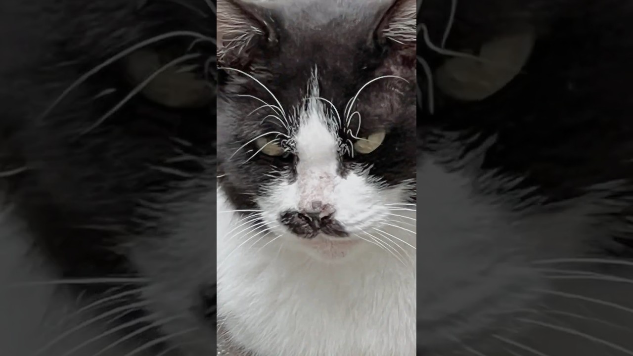 ノラや Lost Cats Season 5 