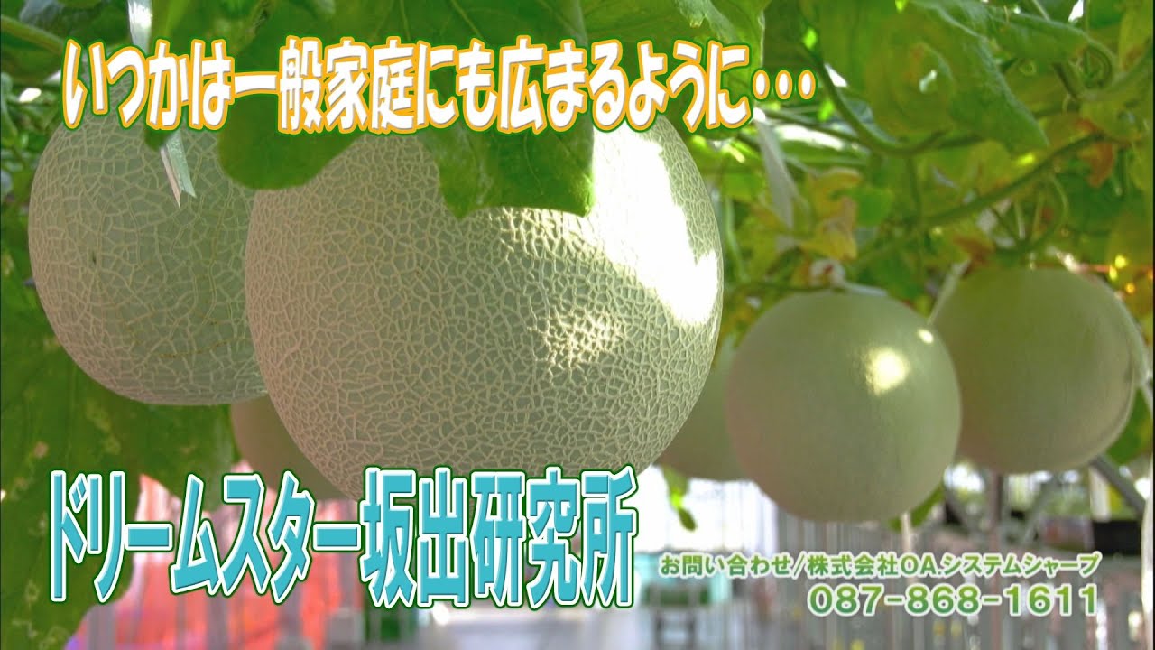 坂出市内でメロンの水耕栽培を研究中