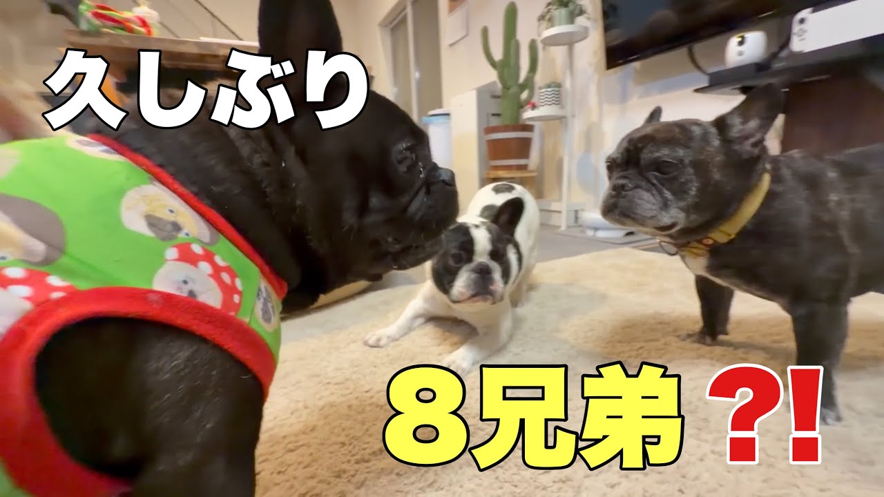 都会のひとりっ子犬が田舎の7兄弟家に泊まりにきたら⁈