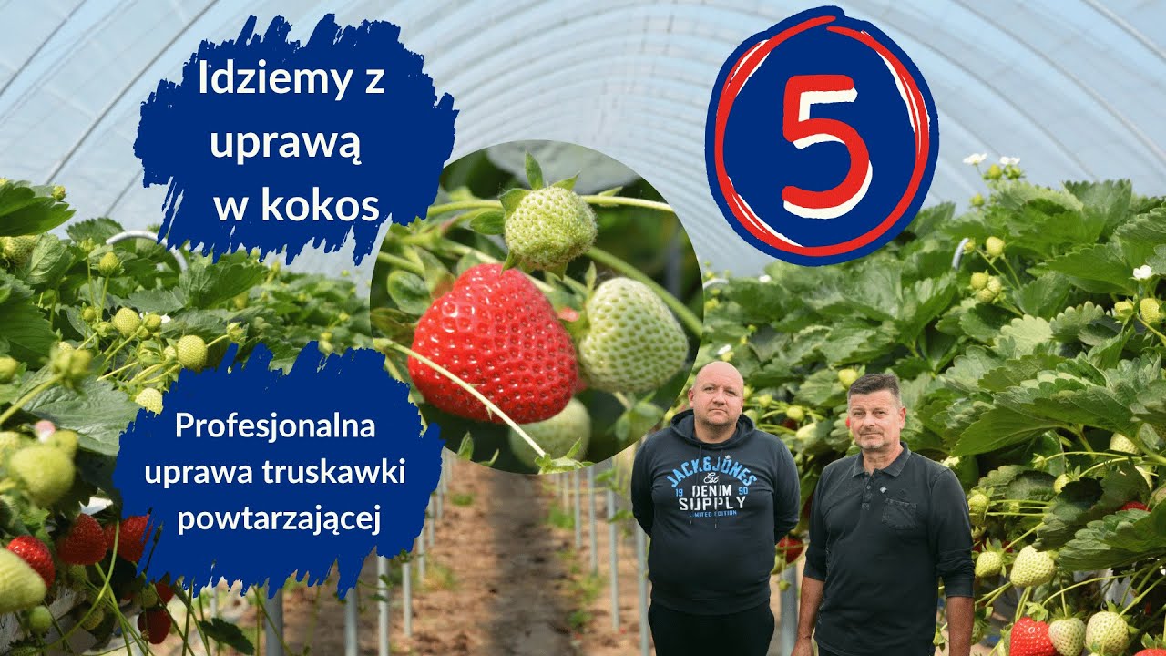 Profesjonalna uprawa truskawki powtarzającej  w kokosie z wdrożeniem innowacyjnych rozwiązań