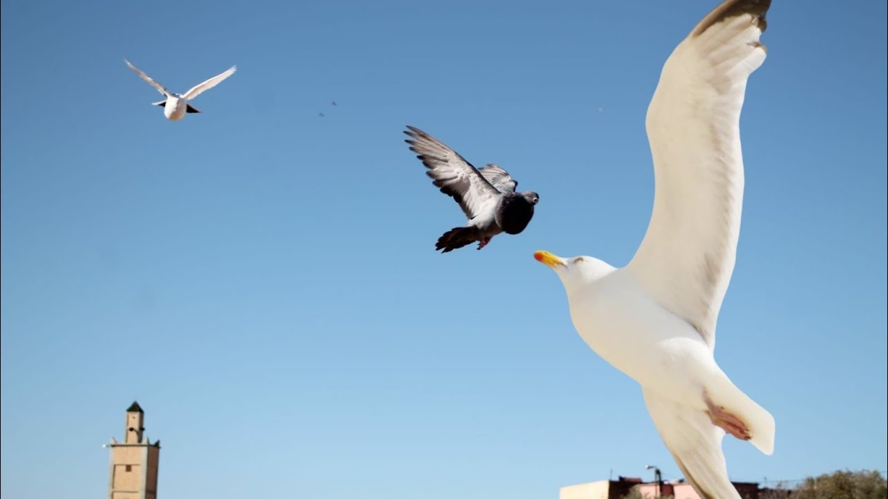 6 حمامات ماتوا😓 بسبب طائر نورس😠اشتريت حمام جديد 6palomas murieron a causa 🇪🇦de una gaviota,