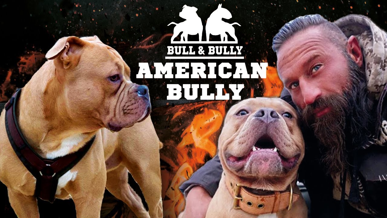 AMERICAN BULLY | So kämpfte sich 