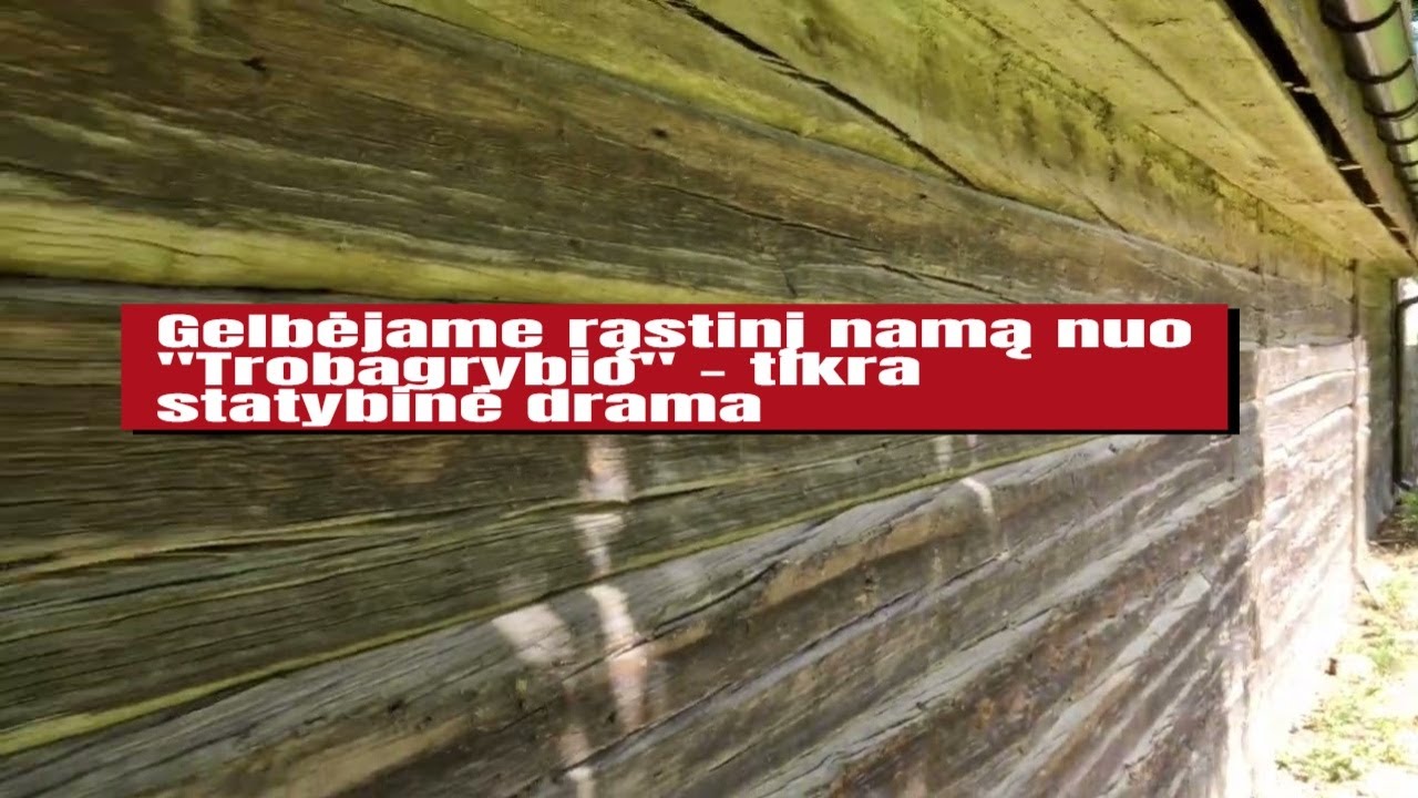 Kaip sustabdyti vandens problemas po namu? #medziogrybonaikinimopaslaugos  #trobagrybionaikinimas