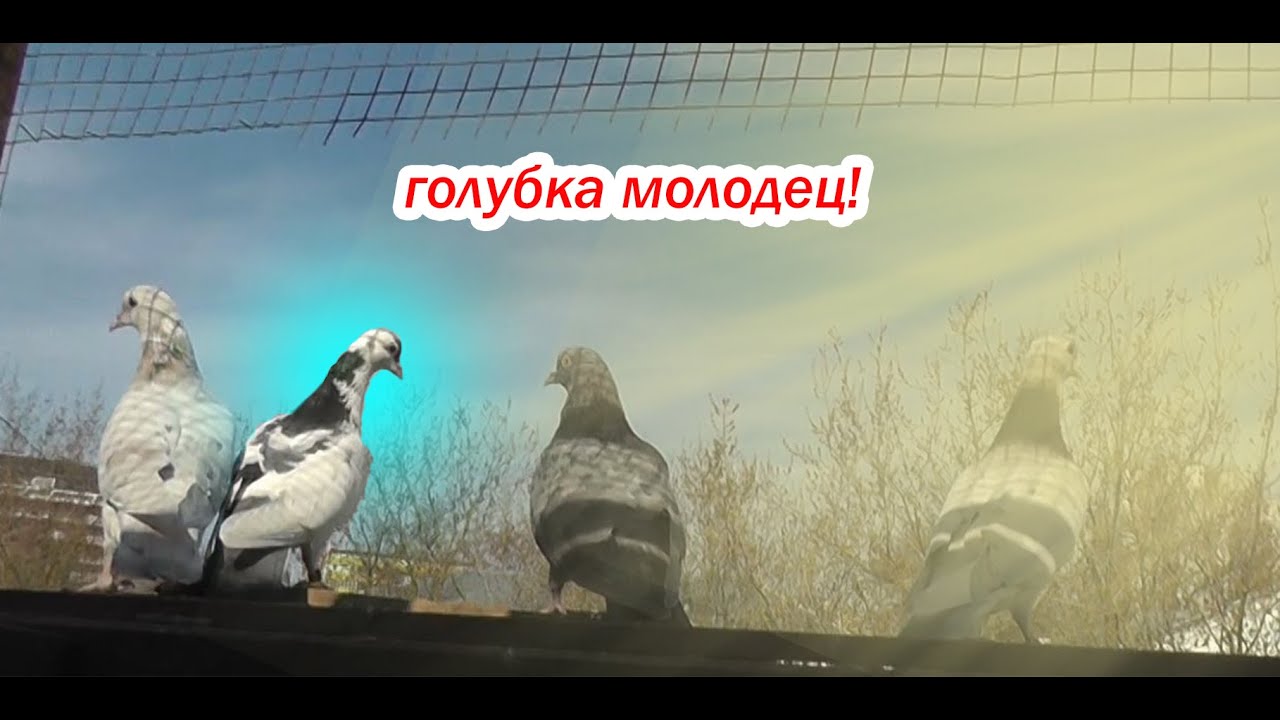 Чужая показывает на что она способна