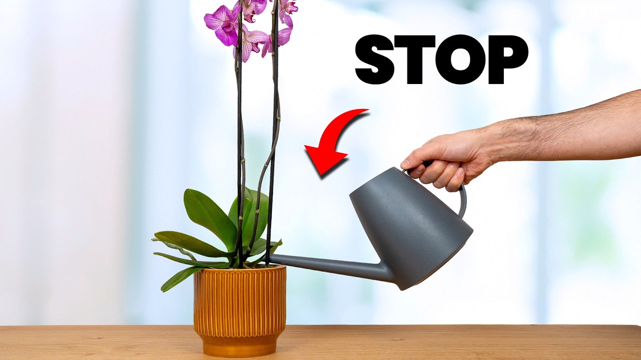 I Stopped Killing Orchids Once I Knew This