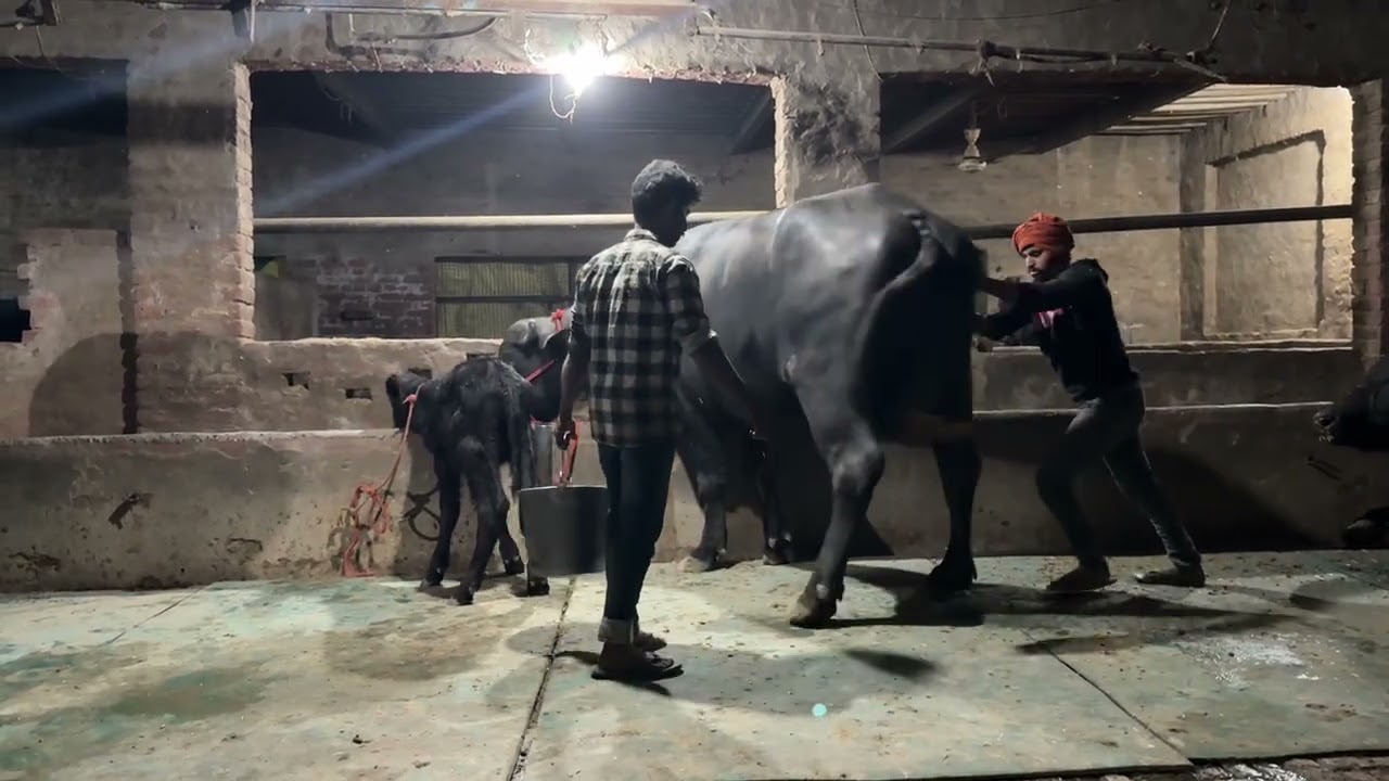 ਬਲੀ ਦੀ ਝੋਟੀ ਦੀ live ਚੁਆਈ 
