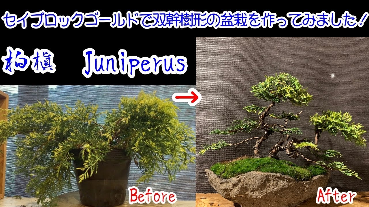 ジュニペルス　セイブロックゴールドで双幹樹形の盆栽を作ってみました！ビャクシン属の真柏の仲間です！Juniperus Pfitzeriana　Saybrook Gold’　juniper bonsai