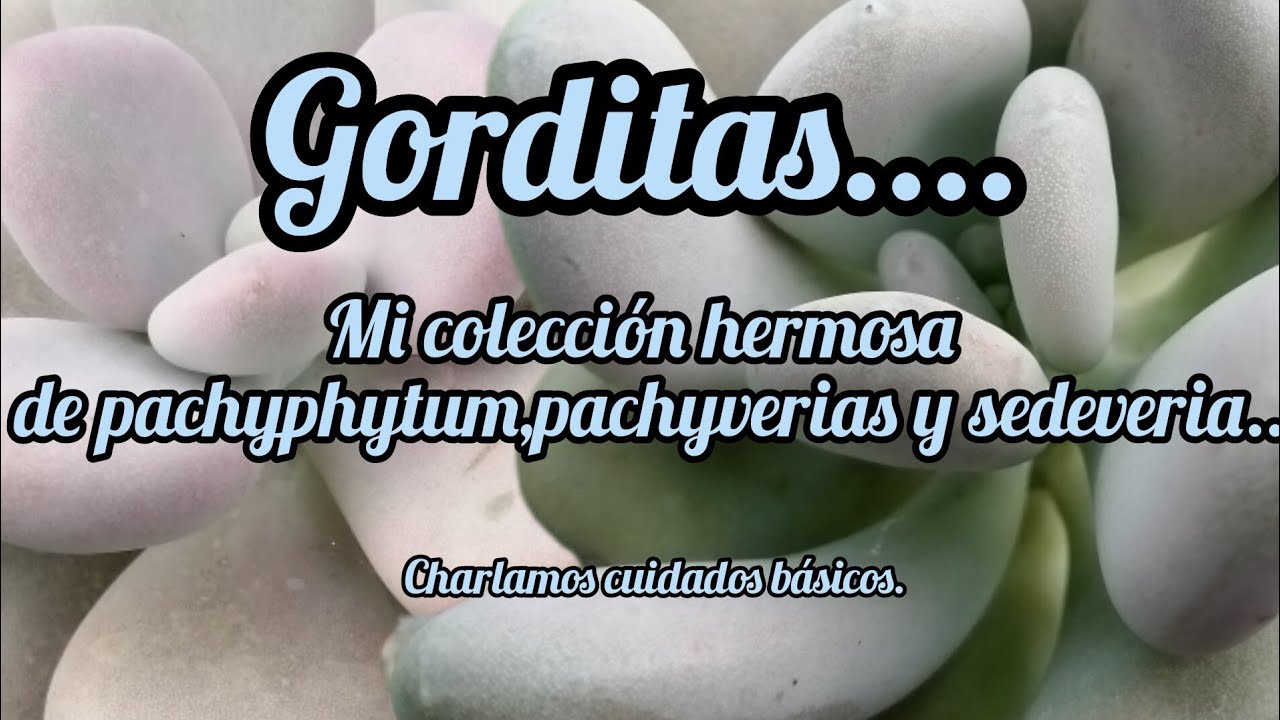 mi colección hermosa de pachyphytum, pachyverias sedeveria.(gorditas)