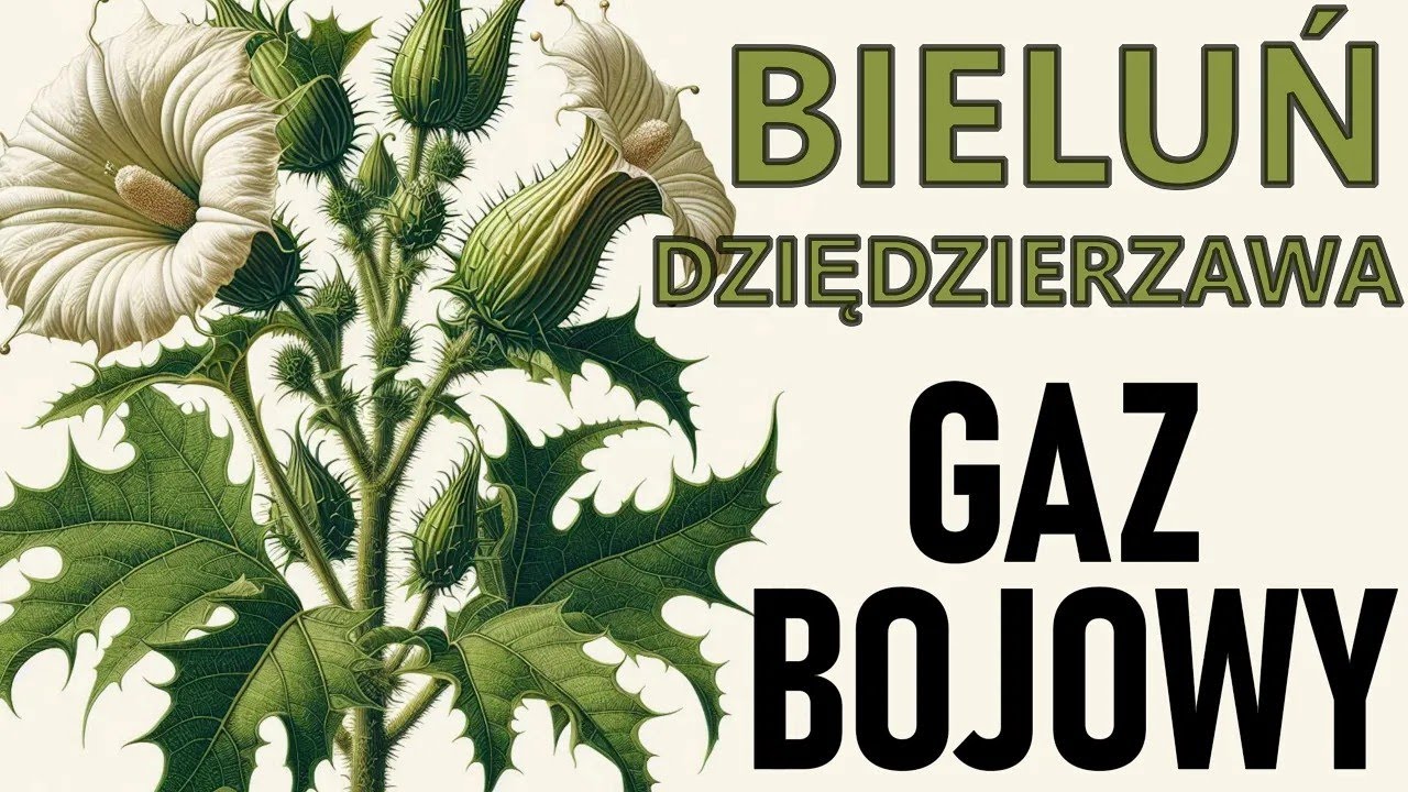 55# Delirium jakby podtruli was gazem bojowym... Bieluń dziędzierzawa Narkotyk, Datura, Pindyrynda