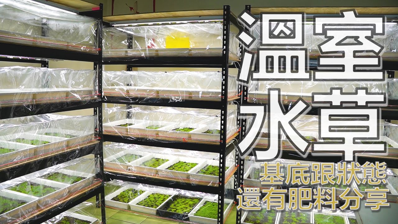 全台第一個分享利用一般家裡做溫室來繁殖水草~迷你矮珍珠水草~挖耳草水草~新大珍珠水草