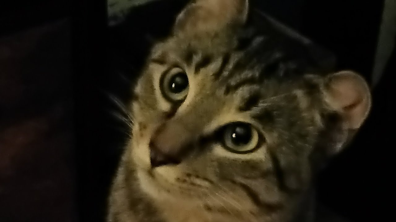 Monday Night Hangout! #live #stream #monday #night #family #cats