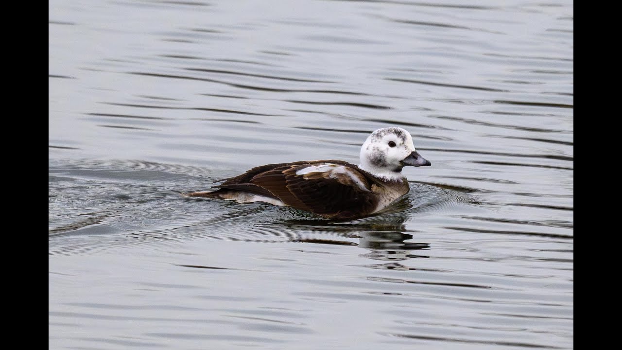 Les balades de Freezoom - Les Polders Flamands