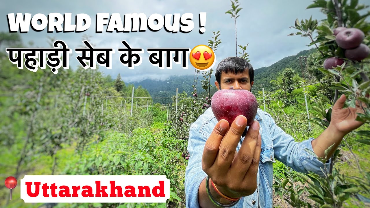 Pahadi Apple Orchard - Mukteshwar(NAINITAL)😍 Best Organic Apple Garden🍎 UTTARAKHAND