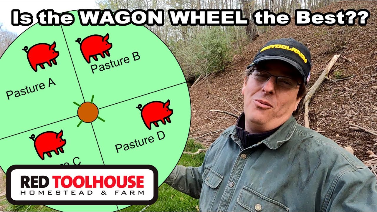 Является ли WAGON WHEEL лучшим вариантом для выпаса свиней?