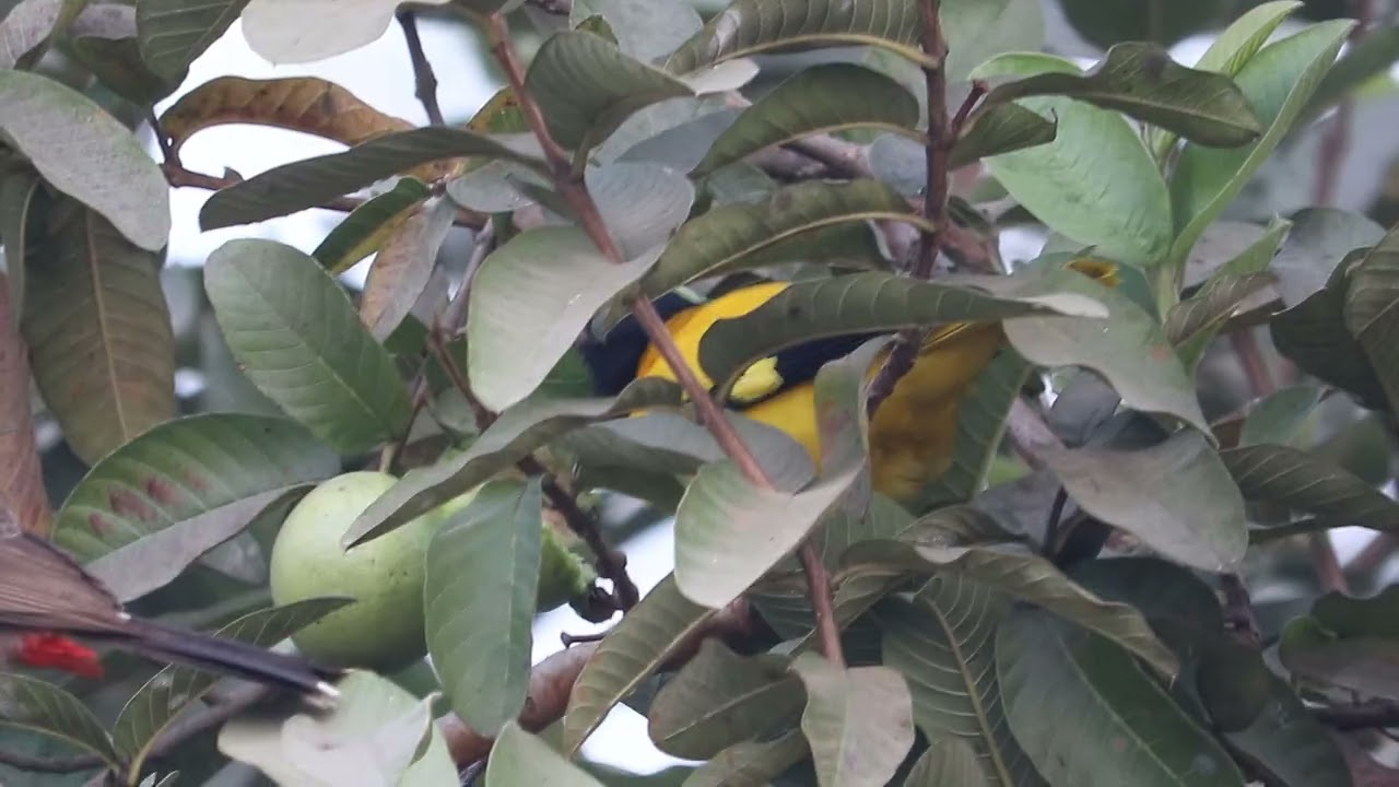 Birds Eating Guava Part 3 🦜 | Birds Video ✅ | Viral Video 2026