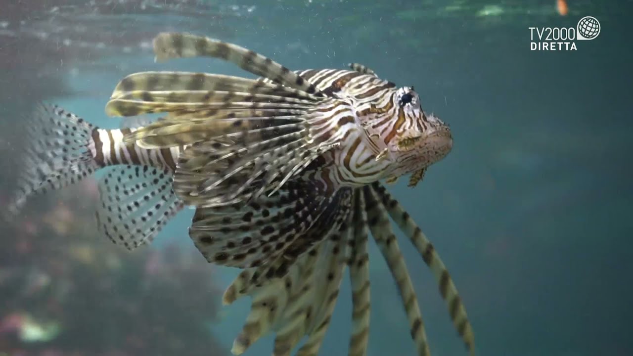 Siamo Noi - Biodiversit&agrave;, i cambiamenti climatici colpiscono il mare