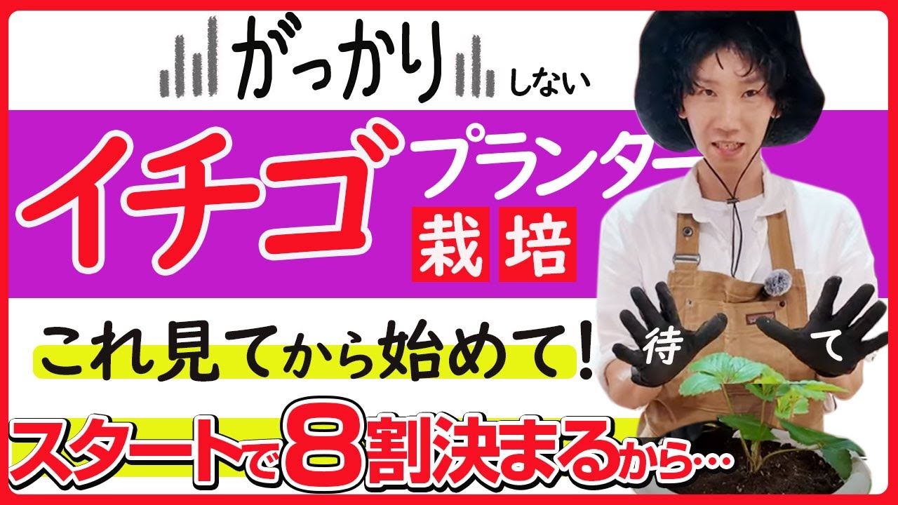 【いちごプランター栽培】イチゴ栽培は最初が肝心！分かりやすく丁寧に教えます。