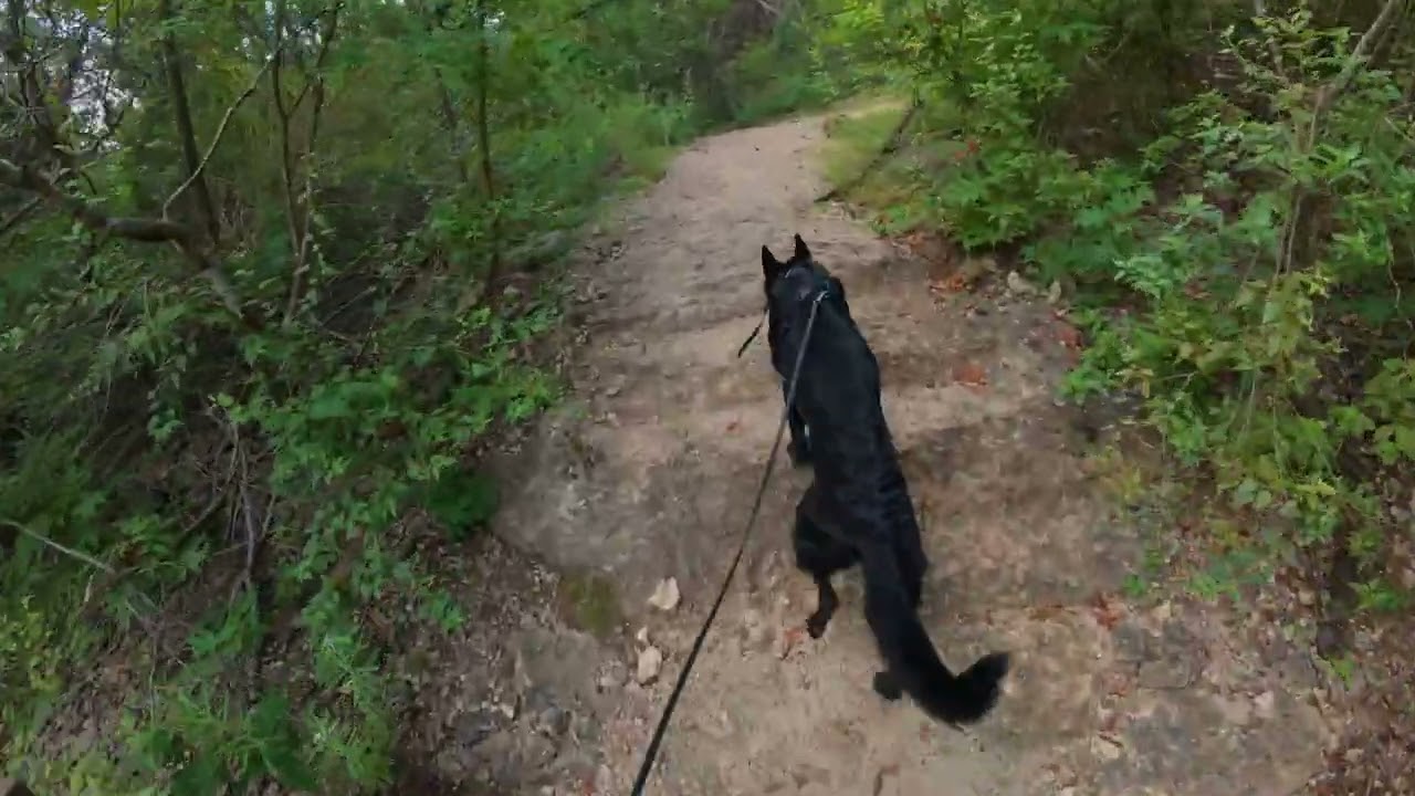 This Is What It’s Like Hiking with a Black German Shepherd!