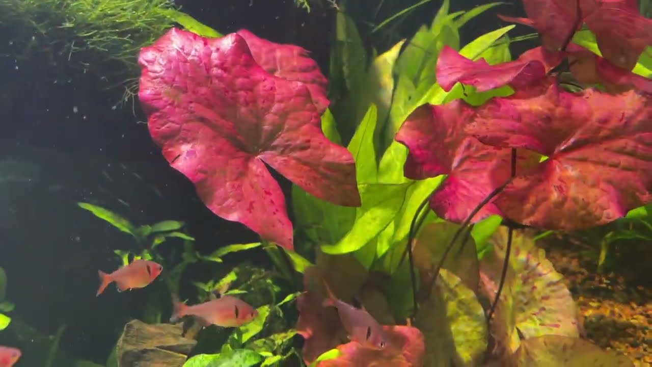A Better Way to Fertilize Your Aquarium Plants PART:1.  Kevin Novak Ph.D.