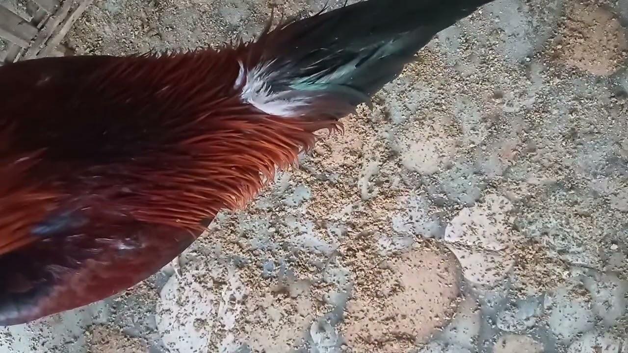 ayam jago satria sinekti bangkok pama katuranggan tanpa sisik