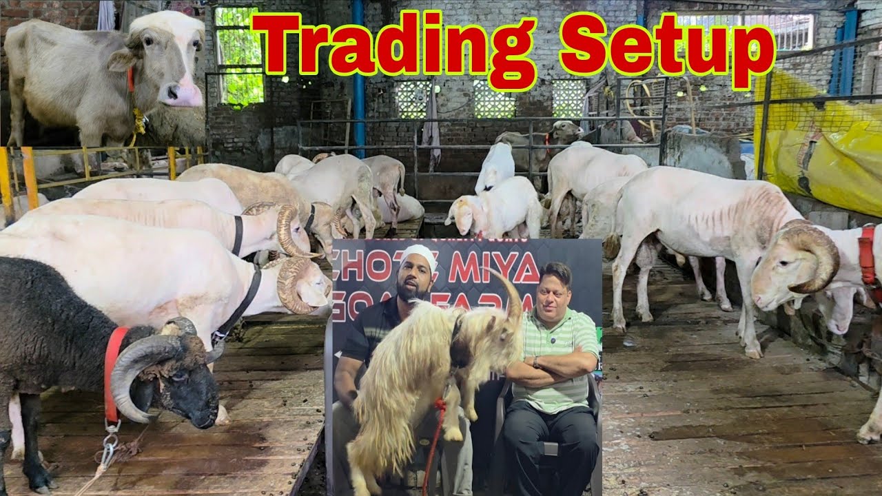 Sab Special Bakre Dikhaunga | New Trading Setup Of Sadar Sahab | Chote Miya Goat Farm Bhiwandi. 