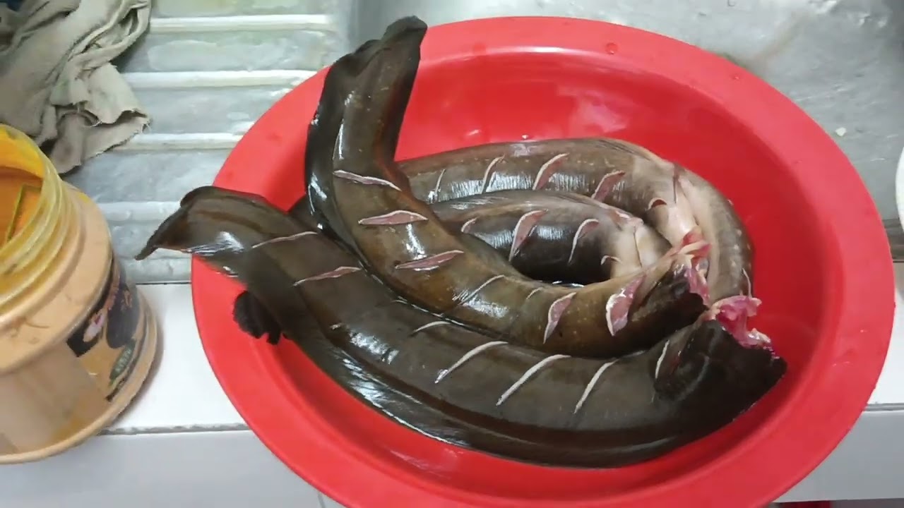 panggang ikan keli dalam oven.