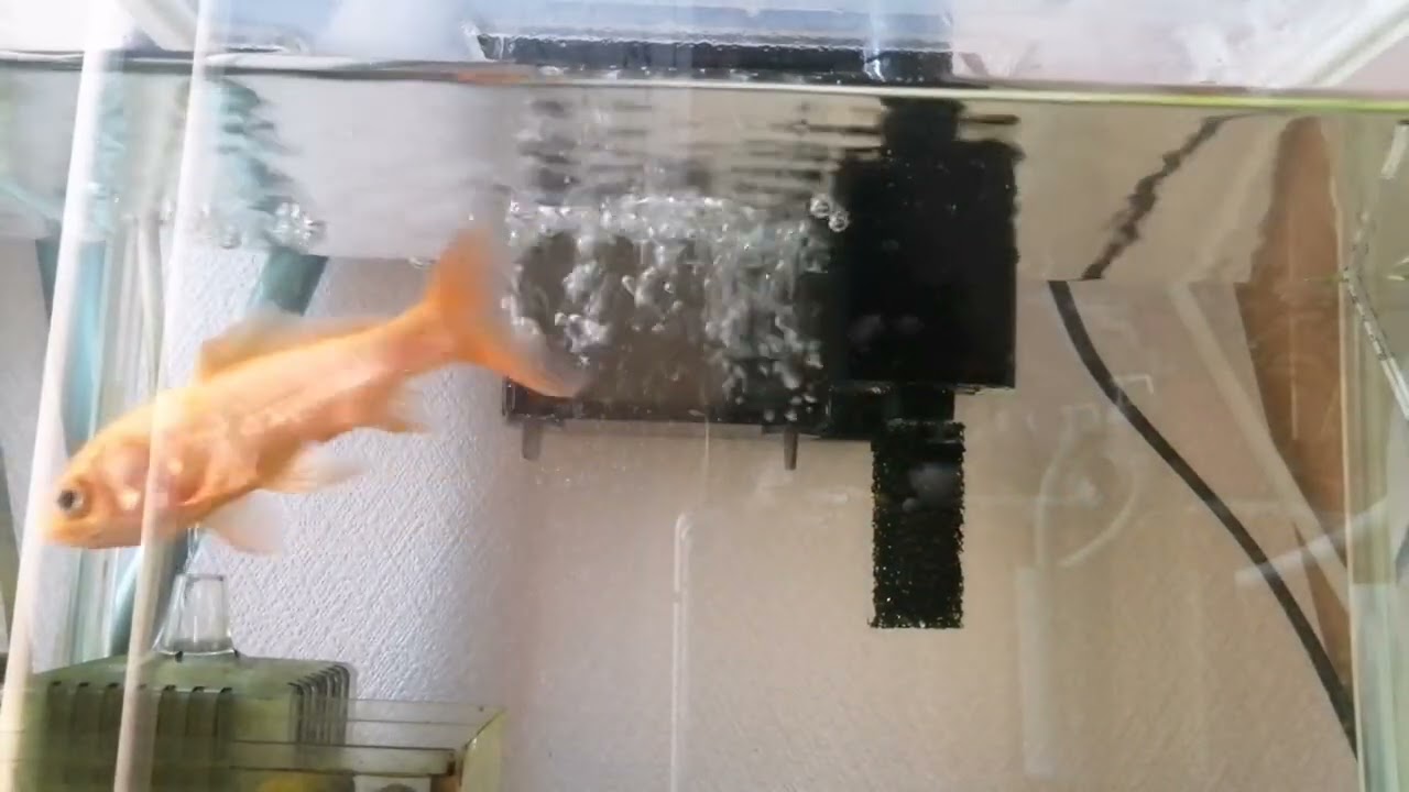 べ〜ちゃんの金魚飼育日記　959日