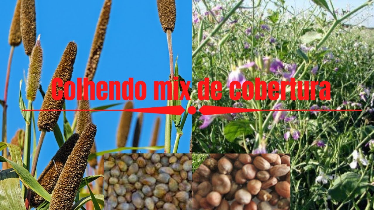 COLHENDO MIX DE COBERTURA// MILHETO E NABO FORRAGEIRO//✌🏽🤠🌾🌿💥