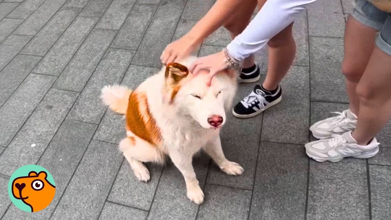 Husky Demands 100s of Pets From Strangers In London! | Cuddle Buddies