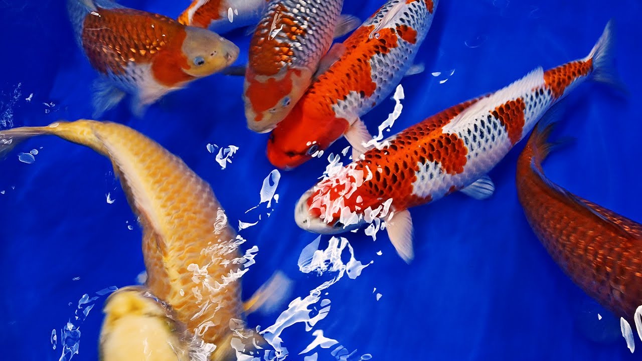 Die ersten 10-12 cm Tosai vom Mai haben die 50 cm geknackt | Modern Koi Blog #6370