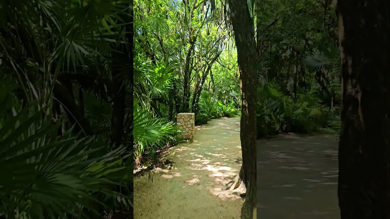 Jungle trail at Xcaret Park Playa del Carmen Mexico tropical Caribbean plant life 