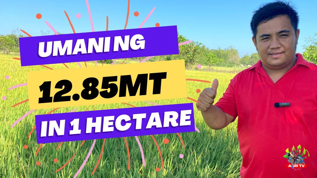 UMANI NG 12.85MT IN 1 HECTARE / PAANO NYA NAGAWA?