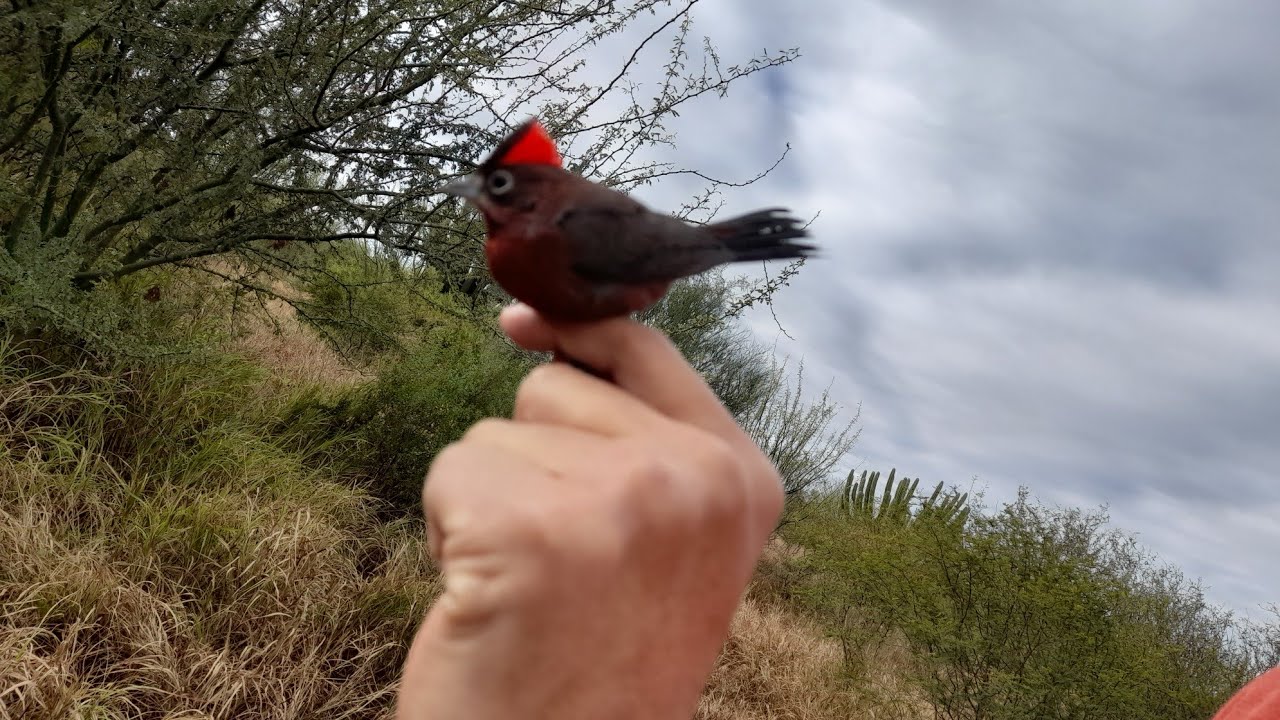 captura de brasita,cabecita y soldaditos.un👋