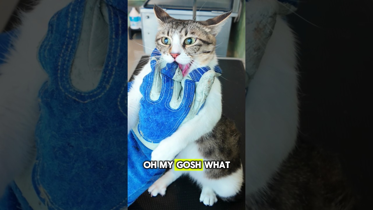 I almost gave up on this Spicy Cat 🙀