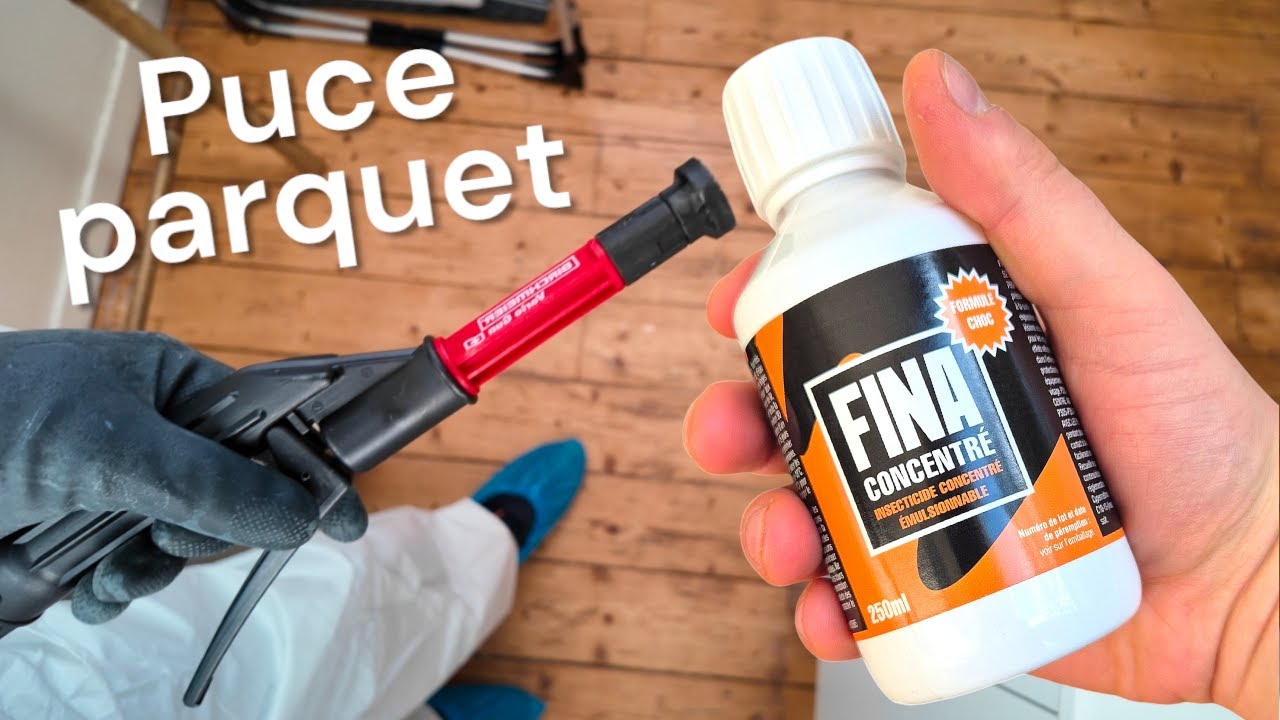 Comment se débarrasser des puces sur un parquet ?
