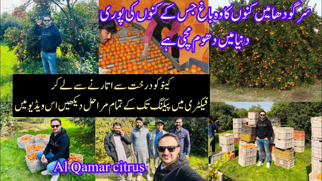 World Best Pakistani Orange Production Sargodha |Famous kinoo Of Sargodha | Visit Kinoo Factory