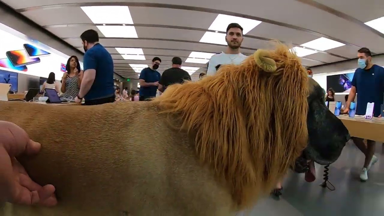 Cash 2.0 Great Dane Lion King at the Mall 2