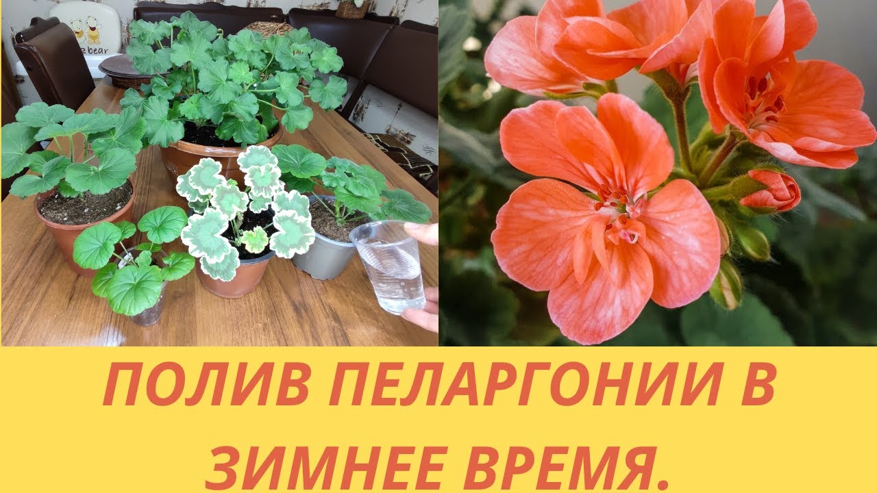 Выращивание пеларгоний.Полив зимой.Сколько надо воды? Все о поливе от черенка до взрослого куста.