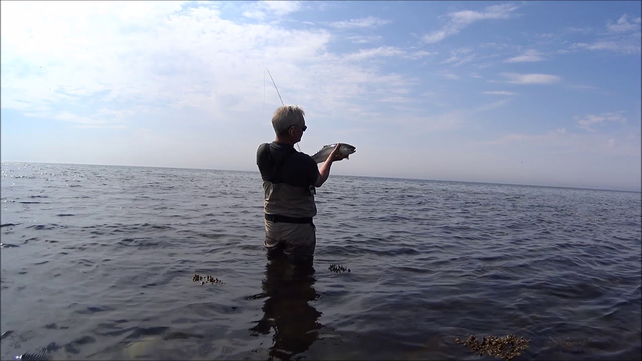 Havsöring i Sommarvärmen ( flyfish4fun.se )