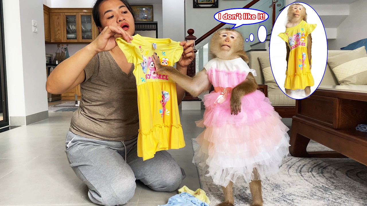 Lyly the monkey refused the new dress her mother gave her, leaving her mother bewildered