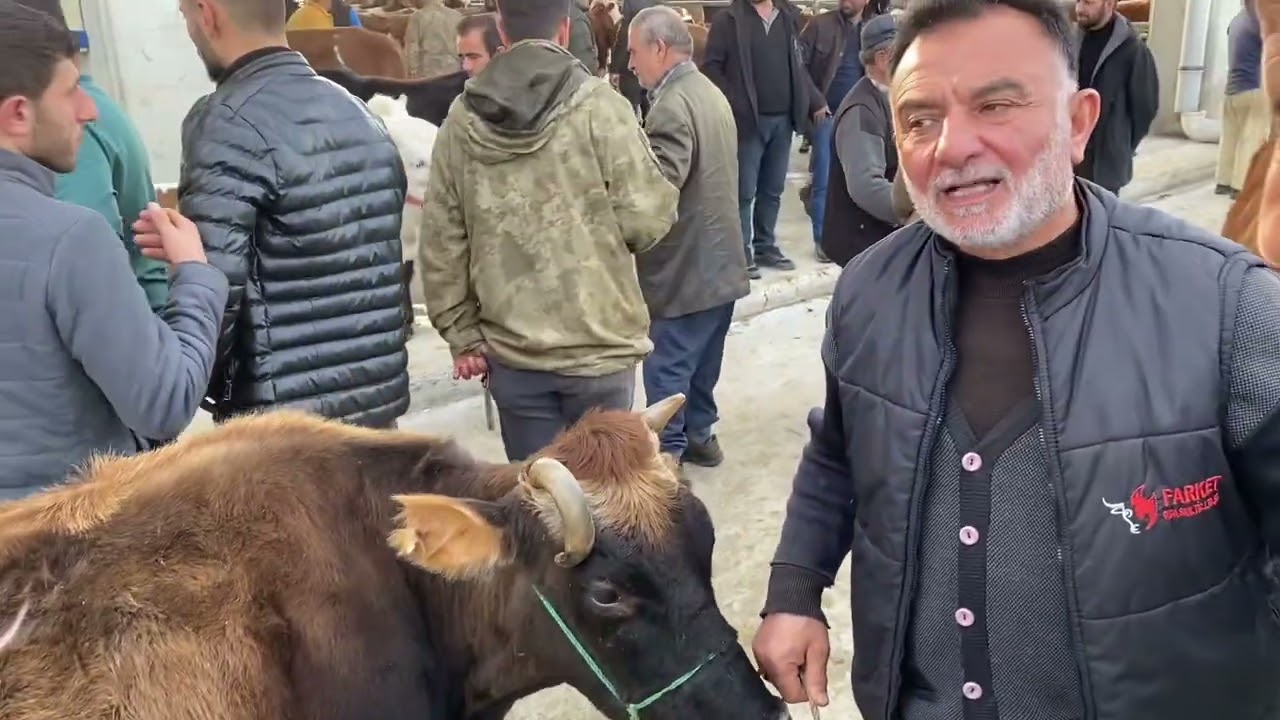 Çorum HAYVAN PAZARI .!!! Anası danası 60 bin tl