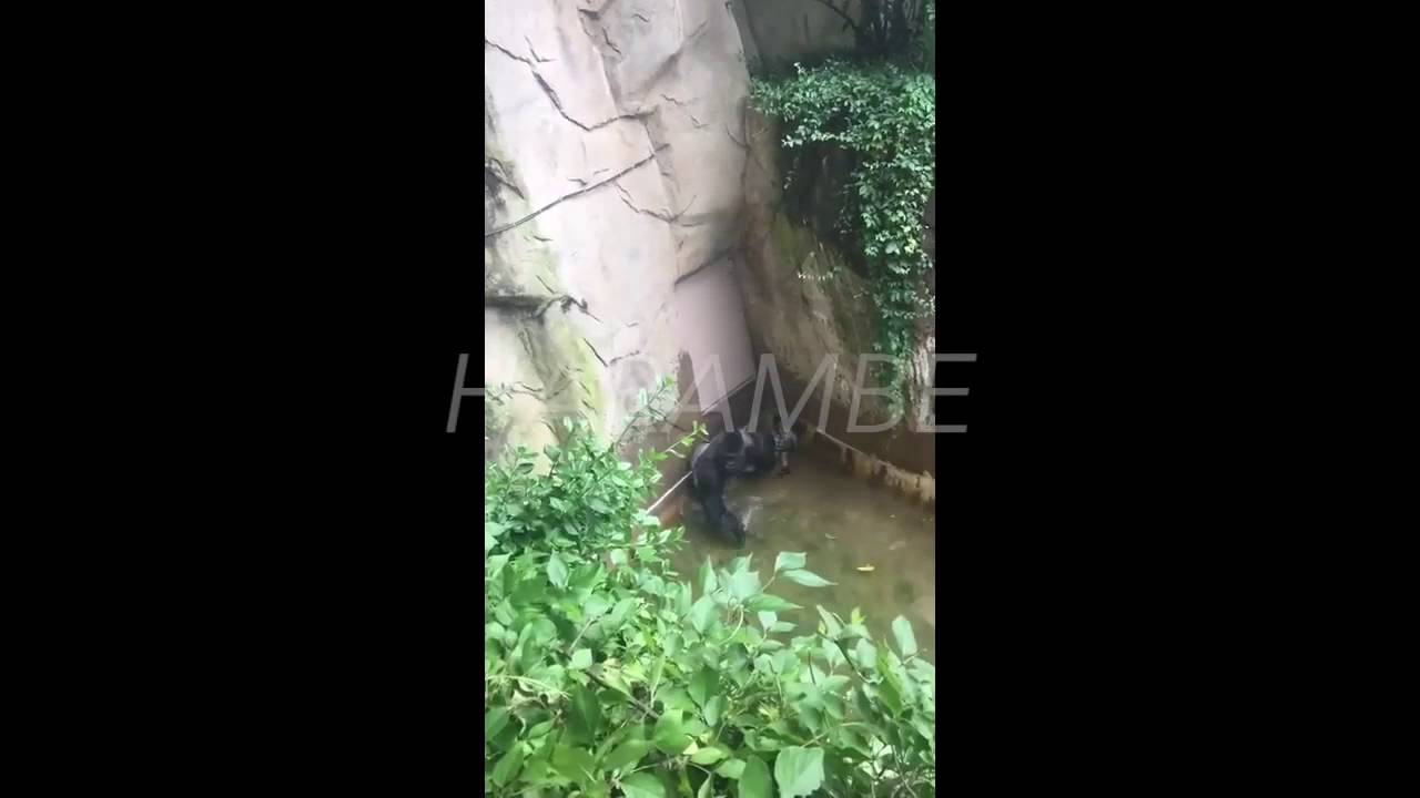 harambae