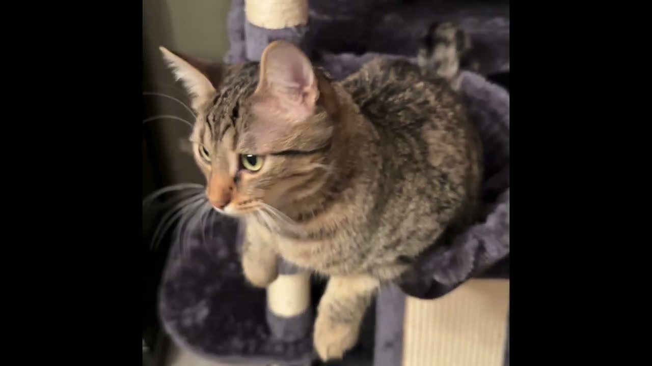 Hanging out Before Kitten Season Begins!