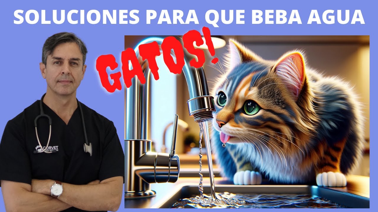 MI GATO NO BEBE AGUA ¿QUE HAGO?/  COMO FOMENTAR EL CONSUMO DE AGUA EN GATOS