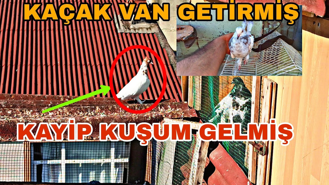 KAYİP KUŞUM GELMİŞ KA&Ccedil;AK VAN MARDİNİ GETİRMİŞ YANİNDA